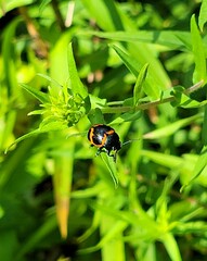 Labidomera clivicollis