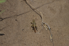 Schistocerca lineata