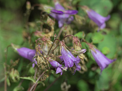 Campanula sibirica