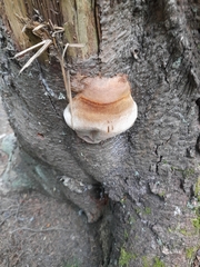 Fomitiporia hartigii