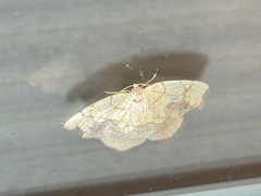 Nematocampa resistaria