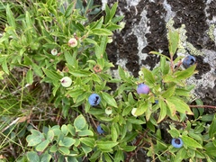 Vaccinium boreale