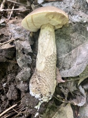 Leccinum