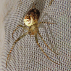 Metellina segmentata