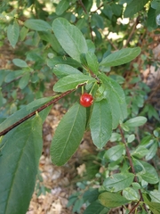 Prunus emarginata