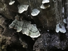 Stereum ostrea