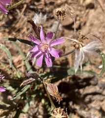 Stephanomeria lactucina