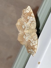 Nematocampa resistaria