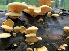 Phyllotopsis nidulans