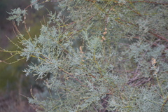 Tamarix ramosissima