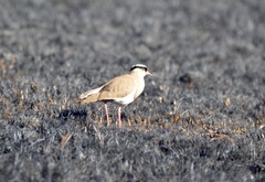 Vanellus coronatus