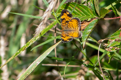 Phyciodes
