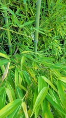 Bambusoideae