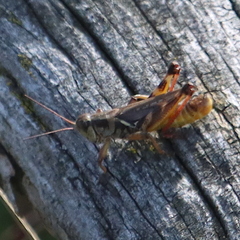 Melanoplus fasciatus