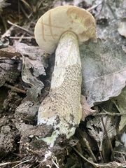 Leccinum