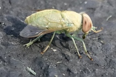 Chlorotabanus crepuscularis