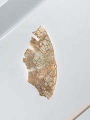 Nematocampa resistaria