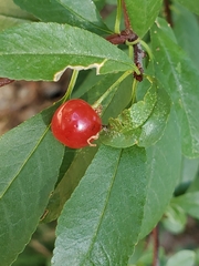Prunus emarginata