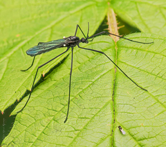 Gnophomyia tristissima
