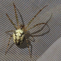 Metellina segmentata