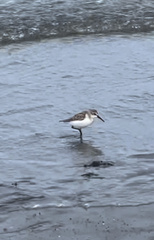 Calidris mauri