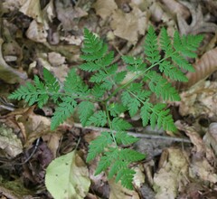 Botrypus virginianus