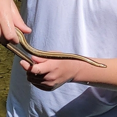 Regina septemvittata