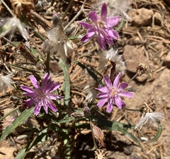 Stephanomeria lactucina