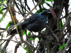 Melanotis caerulescens