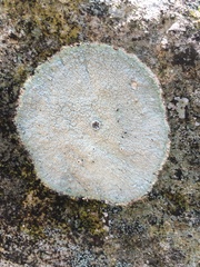 Lecanoraceae