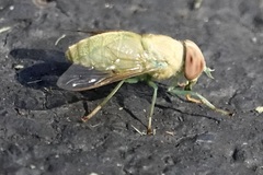 Chlorotabanus crepuscularis