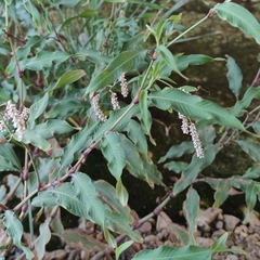 Persicaria lapathifolia