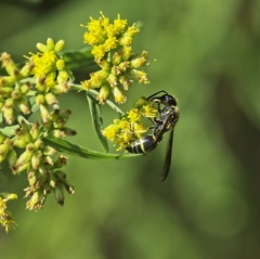 Ancistrocerus antilope