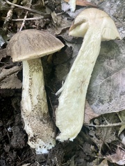 Leccinum