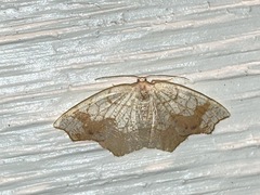 Nematocampa resistaria
