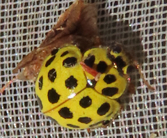 Psyllobora vigintiduopunctata