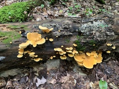 Phyllotopsis nidulans