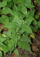 Eurybia divaricata