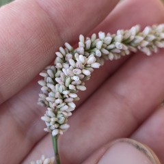 Persicaria lapathifolia