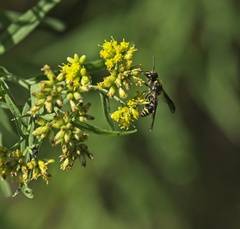 Ancistrocerus antilope