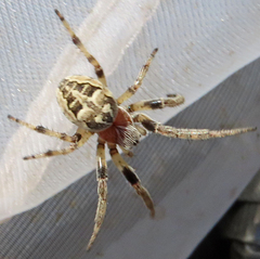 Larinioides cornutus