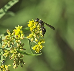 Ancistrocerus antilope
