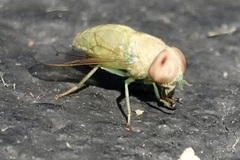 Chlorotabanus crepuscularis