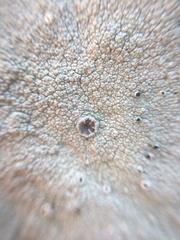 Lecanoraceae