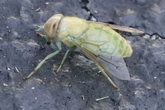 Chlorotabanus crepuscularis