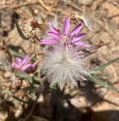 Stephanomeria lactucina