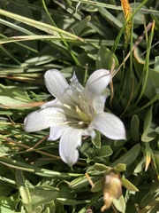 Gentiana newberryi