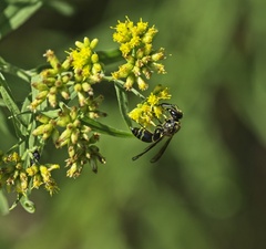 Ancistrocerus antilope