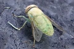 Chlorotabanus crepuscularis