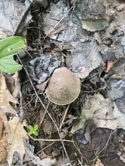 Leccinum